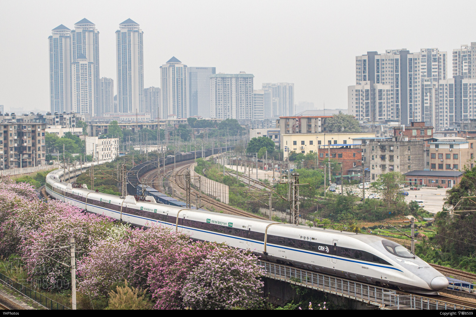 紫荆花盛开的季节